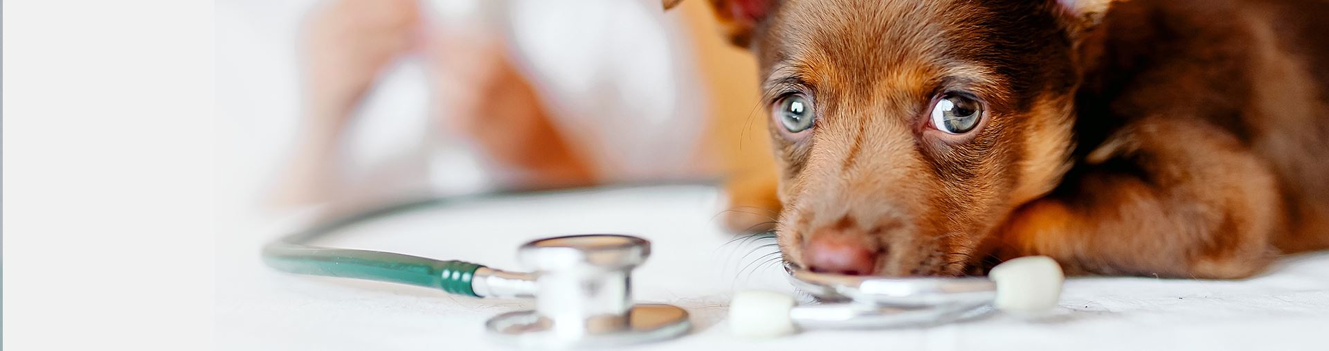 Andover Pet Wellness Care | Pet Vaccinations