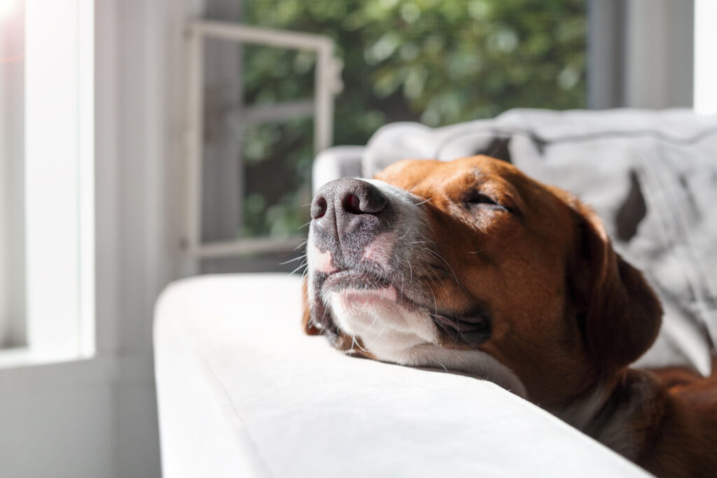 Dog with head on arm rest of chair enjoying the sun shining. Relaxed puppy dog sleeping or resting with elevated head position. 1 year old female Harrier mix dog, short hair. Selective focus on nose.