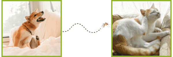 Prevention Offer - River Road Veterinary Hospital